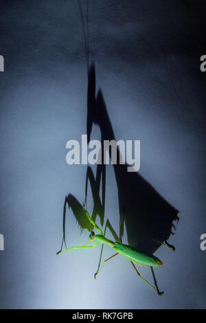 Amazing shot macro di un verde mantis con ombra su un sfondo isolato in Studio Foto Stock