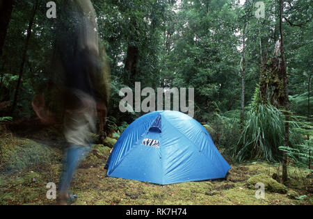 Camping all'interno del Tarkine, il più grande luogo di foreste pluviali temperate del mondo. Contenente un raro mirto rosso, molti degli alberi da migliaia di anni Foto Stock