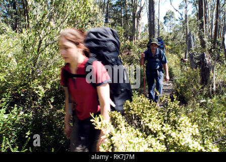 Culla Rifugi di montagna gli ospiti a piedi attraverso una fioritura della foresta di eucalipti in primavera mentre sull'Overland Track. Cradle Mountain Lodge è un eco- Foto Stock