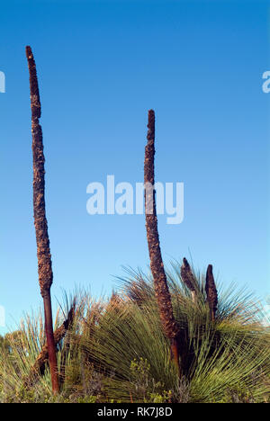 I fiori di un Xanthorrhoea Australis pianta, comunemente chiamato un albero di erba, su Tasmania east coast. Essi sono noti come balga erba Australian Ab Foto Stock