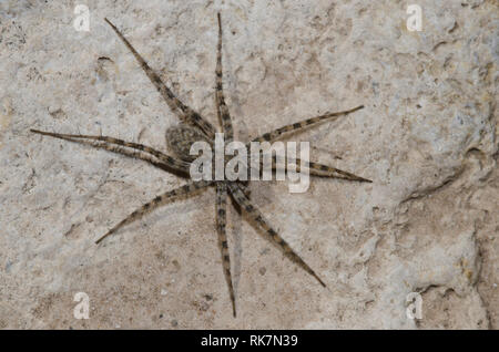 Thinlegged Wolf Spider, Pardosa sp. Foto Stock