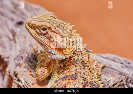 Macro ritratto della testa di un drago barbuto Foto Stock