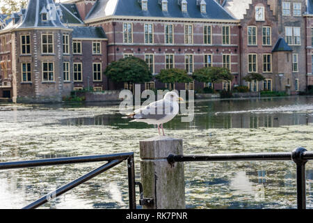 Il Hofvijver (corte pond) di fronte agli edifici del parlamento olandese, l'Aia, Paesi Bassi Foto Stock