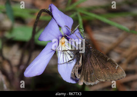 Northern Cloudywing, Cecropterus pylades, maschio su Bird's-Foot Violet, Viola pedata Foto Stock