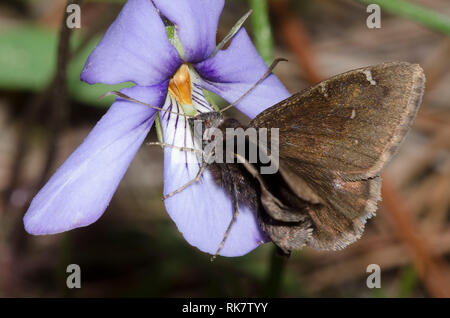 Northern Cloudywing, Cecropterus pylades, maschio su Bird's-Foot Violet, Viola pedata Foto Stock