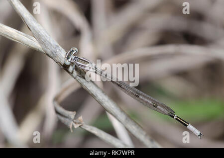 Fare doppio striped Bluet, Enallagma basidens, maschio immaturo Foto Stock