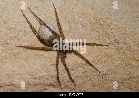 Thinlegged Wolf Spider, Pardosa sp., femmina con sacco di uovo Foto Stock