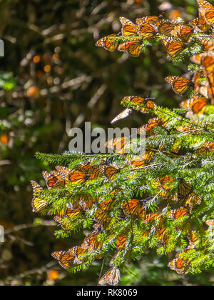 Farfalle monarca sui rami di alberi a farfalla monarca Riserva della Biosfera nel Michoacan, Messico, un sito del Patrimonio Mondiale. Foto Stock