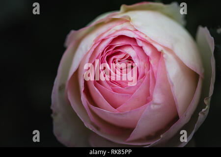 Macro rosa rosa Constance Spry Foto Stock