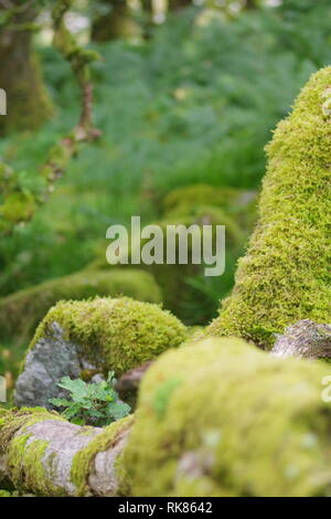 Sfondo naturale di muschio coperto di massi in legno Wistmans, Parco Nazionale di Dartmoor, due ponti. Devon, Regno Unito. Foto Stock