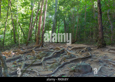 Foglie secche sulle radici del banyan tree sulla terra nella foresta tropicale. La natura dello sfondo. Foto Stock