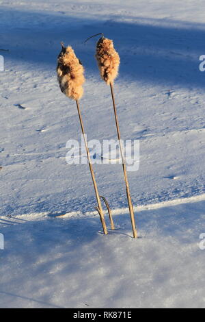 Quebec, Canada. Un paio di cattails in inverno Foto Stock