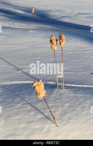Quebec, Canada. Cattails in inverno Foto Stock