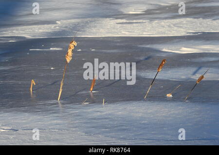 Quebec, Canada. Una fila di di cattails in inverno Foto Stock