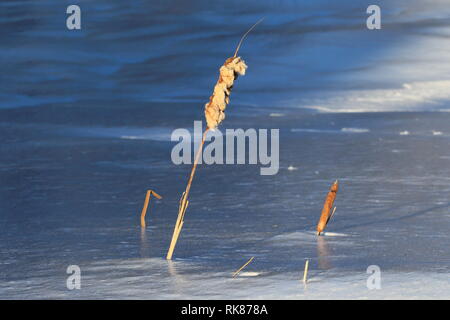 Quebec, Canada. Cattails in inverno Foto Stock