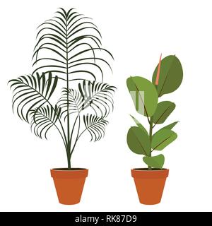 Set Houseplants, raccolta - Ficus elastica e Howea forsteriana invasati isolati su sfondo bianco Illustrazione Vettoriale