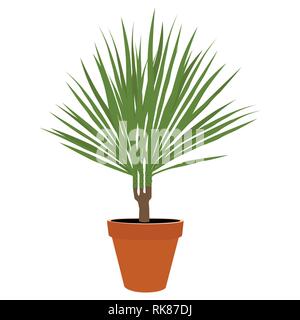 Houseplant - dracena marginata una pianta in vaso isolato su sfondo bianco Illustrazione Vettoriale