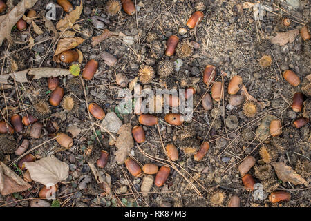 Mazzetto di caduto Ghiande di quercia turco - nome latino Quercus cerris sul terreno Foto Stock