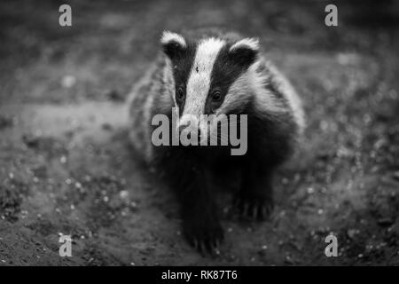 Badger cub in bianco e nero. Nome scientifico: Meles meles. In bosco naturale habitat foraggio per il cibo. Badger cub è di 5 mesi di età. Paesaggio Foto Stock