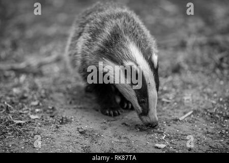 Badger cub in bianco e nero. Nome scientifico: Meles meles. In bosco naturale habitat foraggio per il cibo. Badger cub è di 5 mesi di età. Paesaggio Foto Stock