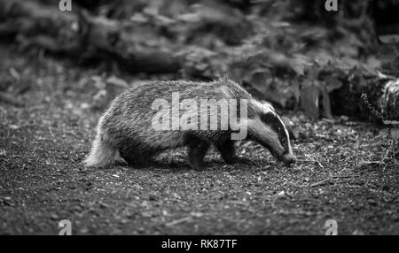 Badger cub in bianco e nero. Nome scientifico: Meles meles. In bosco naturale habitat foraggio per il cibo. Badger cub è di 5 mesi di età. Paesaggio Foto Stock