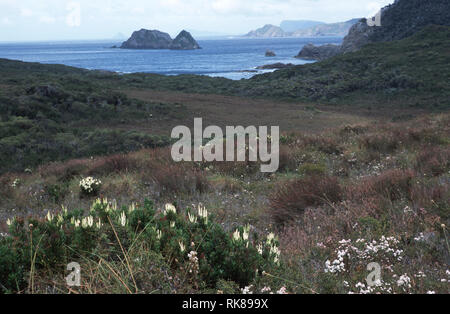 Vista sull'oceano sulla costa sud via. Composta da diverse insenature e baie riparate, Aborigeni della Tasmania fiorente nel sud-ovest del litorale, l Foto Stock