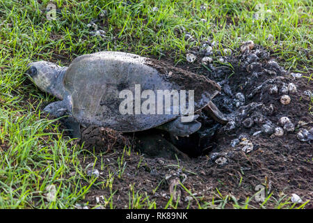 Un olive ridley sea turtle scavando il nido e danneggiare la notte precedente le uova sulla spiaggia di Ostional Wildlife Refuge in Costa Rica. Foto Stock