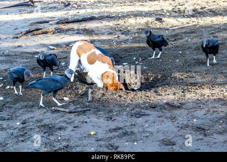 Un cane di scavare le olive ridley Turtle Nest e gruppo di avvoltoi nero in attesa di mangiare uova sulla spiaggia di Ostional Wildlife Refuge in Costa Rica. Foto Stock