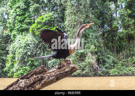 Anhinga (Anhinga anhinga ) asciugando le sue ali sulla struttura ad albero chunk nel Parco Nazionale di Tortuguero in Costa Rica. Foto Stock