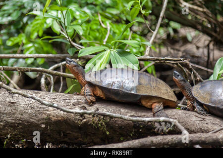 Due Black River tartarughe (Rhinoclemmys funerea) in appoggio sul pezzo ad albero nel Parco Nazionale di Tortuguero in Costa Rica. Foto Stock