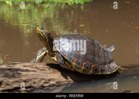 Un giallo-cursore panciuto tartaruga (Trachemys scripta scripta) dormire su un registro nella foresta pluviale naturale canal al Parco Nazionale di Tortuguero in Costa Rica. Foto Stock