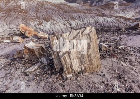 Close up di registri pietrificato nel Parco Nazionale della Foresta Pietrificata, Arizona, Stati Uniti. Foto Stock