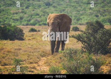 I giovani dell' elefante africano a piedi in boccole del Parco Nazionale di Addo, Sud Africa Foto Stock