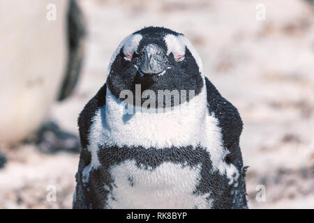 Pinguino africano close up verticale con gli occhi chiusi e soddisfatti faccia felice espressione Foto Stock
