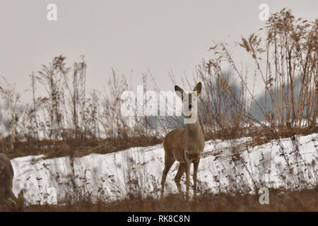 Giovani piccolo capriolo con uno corna e testa sanguinante camuffamento di natura Foto Stock