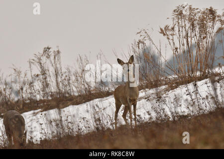 Giovani piccolo capriolo con uno corna e testa sanguinante camuffamento di natura Foto Stock