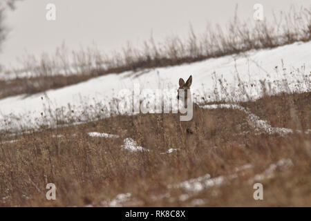 Giovani piccolo capriolo con uno corna e testa sanguinante camuffamento di natura Foto Stock