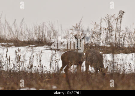 Giovani piccolo capriolo con uno corna e testa sanguinante camuffamento di natura Foto Stock