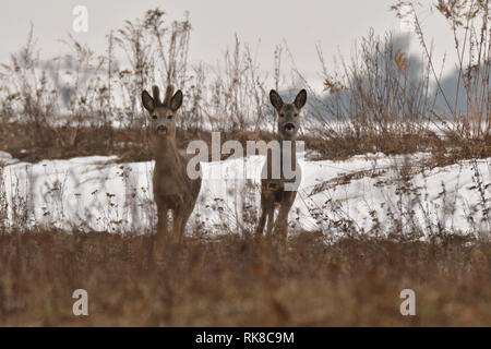 Giovani piccolo capriolo con uno corna e testa sanguinante camuffamento di natura Foto Stock