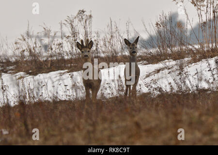 Giovani piccolo capriolo con uno corna e testa sanguinante camuffamento di natura Foto Stock