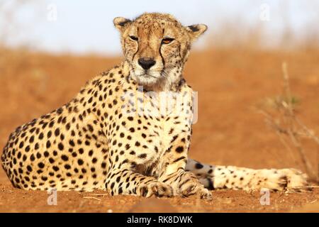 Nelle prime luci dell alba di un ghepardo è appoggiata sul terreno della savana Foto Stock