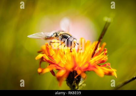 Bee raccoglie il nettare dal fiore crepis alpina Foto Stock