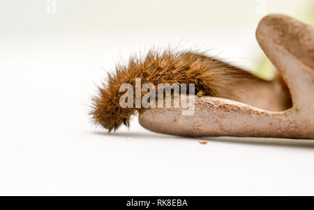 Caterpillar marrone a secco su un foglia di quercia su sfondo bianco, immagine Foto Stock