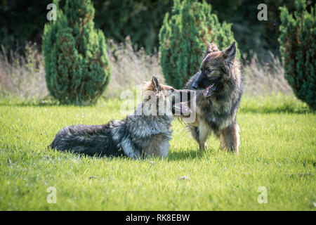 Coppia di cani pastore tedesco brevemente in appoggio tra giochi, ansimando e guardando ogni altro in modo felice. Foto Stock