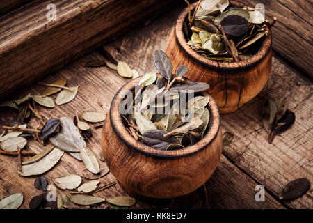 Essiccato lingonberry lascia nella medicina tradizionale.essiccato impianto medico Foto Stock