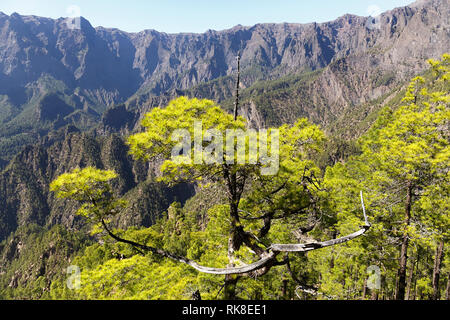 Pini delle Canarie a de la Caldera de Taburiente a La Palma, Isole Canaruy Foto Stock