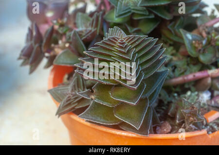 Forma compatta di Crassula capitella (Buddha tempio) è una pianta perenne piante succulente nativa per l'Africa australe. Fotografato in Israele in gennaio Foto Stock