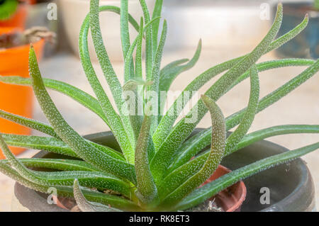 Diavolo corna, una cultivar di Crassula nudicaulis. Fotografato in Israele in gennaio Foto Stock