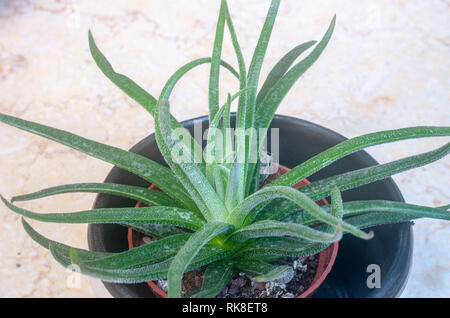 Diavolo corna, una cultivar di Crassula nudicaulis. Fotografato in Israele in gennaio Foto Stock