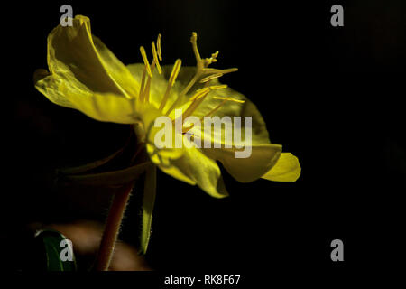 Evening Primerose (oenothera drummondii) la primula della sera viene coltivato per il suo olio di semi, che viene estratto da tanti piccoli semi prodotto da e Foto Stock